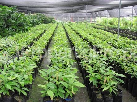 Land for sale Cocoa Republic,obafemi Owode,ogun State. Obafemi Owode Ogun