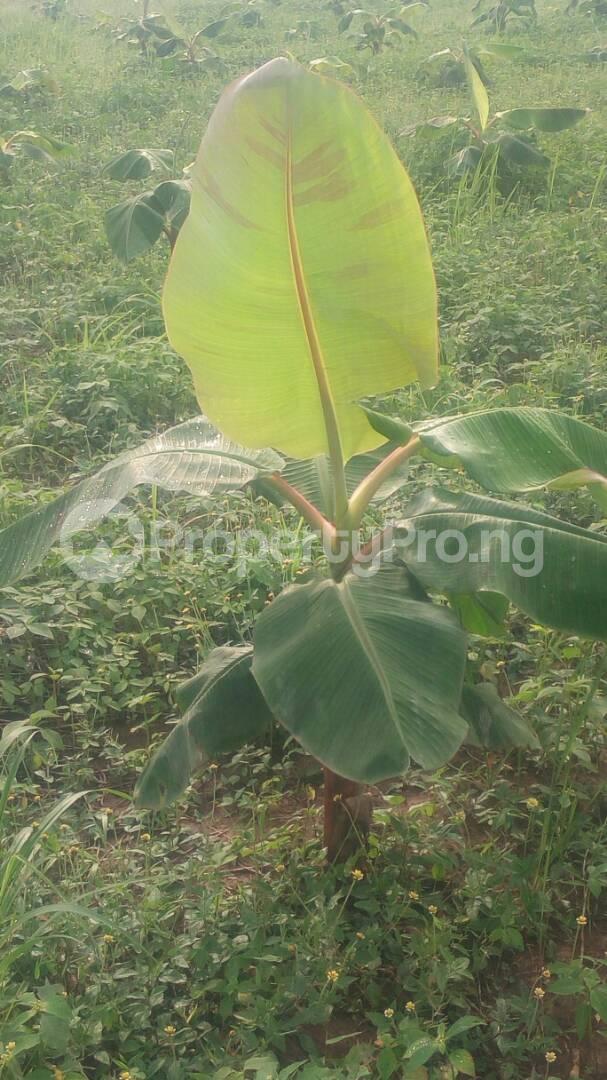 Land for sale Odogbolu Ogun