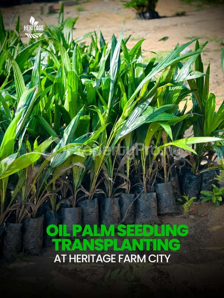 Land for sale Earn 3.5 10m Yearly Through Farm Ownership At Off Funaab,alabata Abeokuta North Ogun