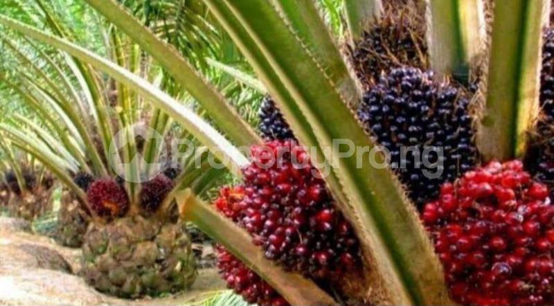 Land for sale Ewekoro Ogun