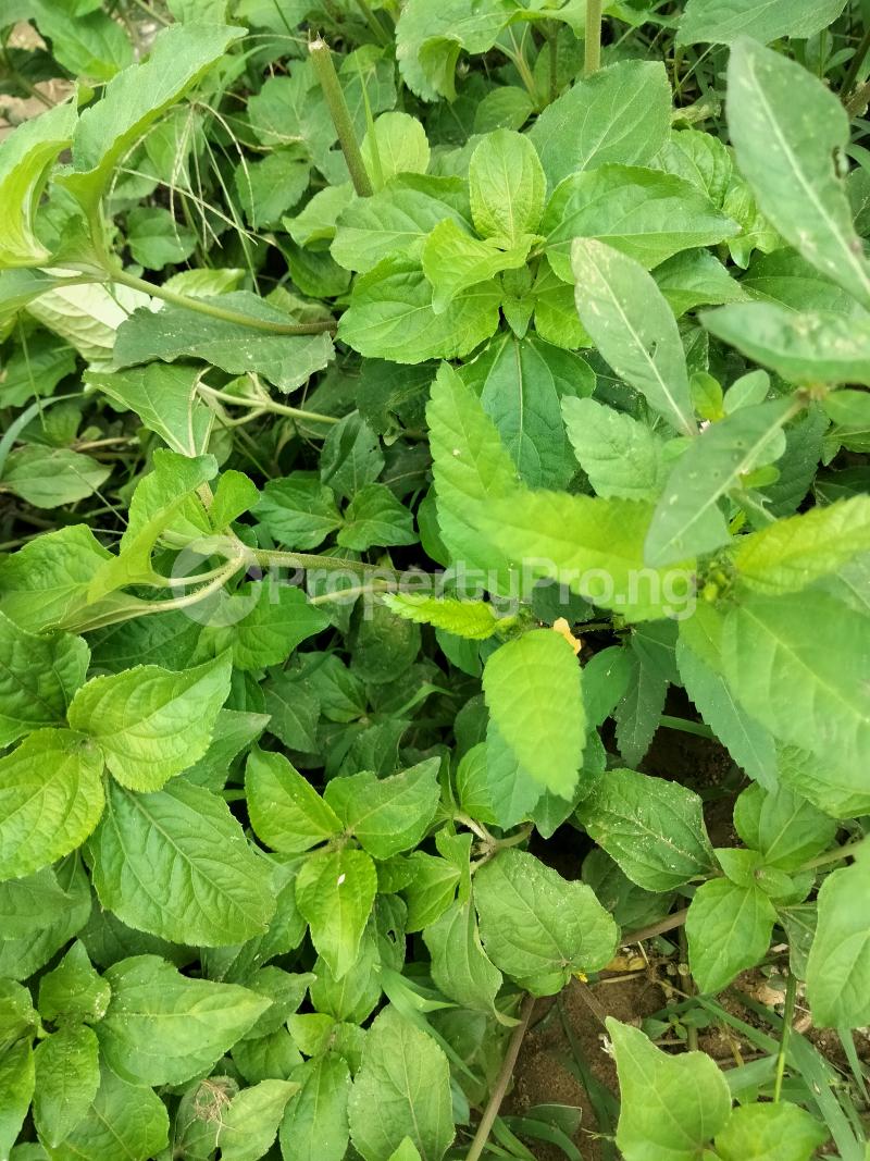 Land for sale Ijebu Igbo Ijebu Ode Ogun - 0