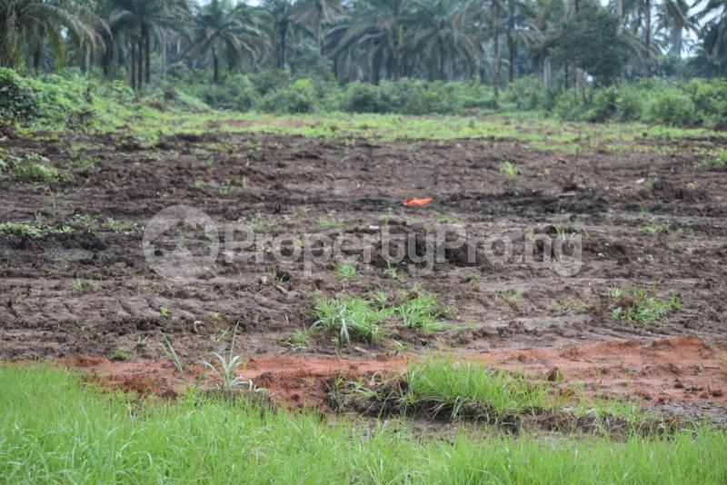 Land for sale Court Palmsvill Orimedu Town Ibeju Lekki Orimedu Ibeju-Lekki Lagos