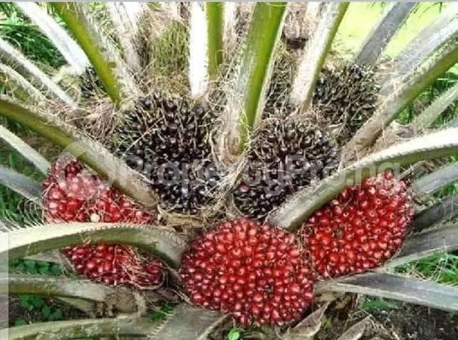 Land for sale Asaba Delta