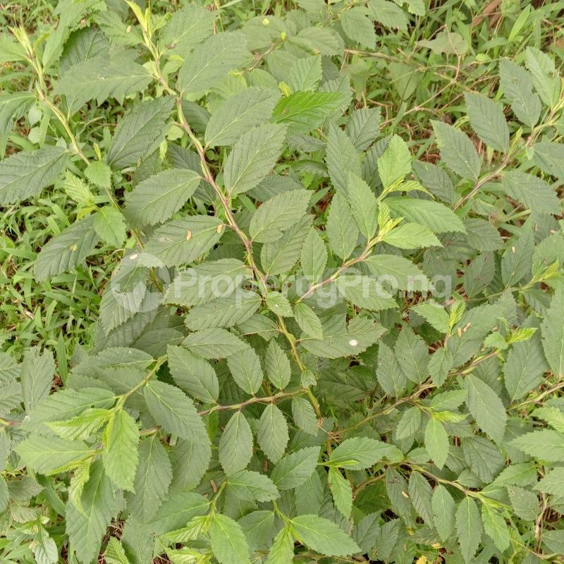 Land for sale Iwofin Village Abeokuta ,near Rounder Abeokuta Abeokuta North Ogun