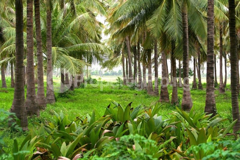 Land for sale Adaba Farm And Resort, Obafemi Owode Obafemi Owode Ogun