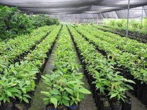 Land for sale Cocoa Republic,obafemi Owode,ogun State. Obafemi Owode Ogun