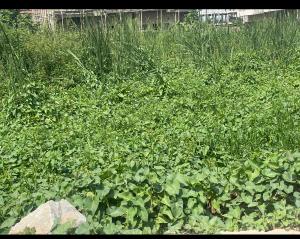 Land for sale Monastery Road Sangotedo Ajah Lagos