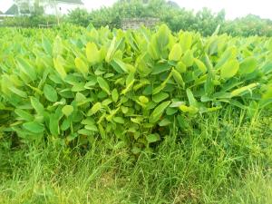 Land for sale 181rd Festac Festac Amuwo Odofin Lagos