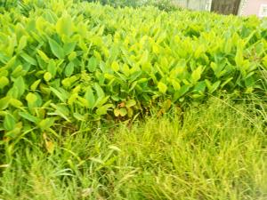Land for sale 6th Avenue Festac Amuwo Odofin Lagos