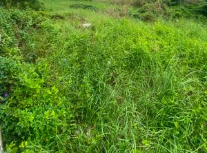 Land for sale Mojisola Onikoyi Estate Ikoyi Lagos