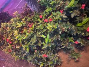 Land for sale Sangotedo Ajah Lagos