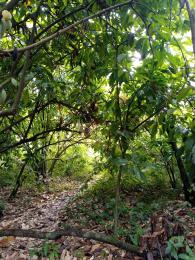 Land for sale Asam Bush. Land Borders Kpansia Market, Opolo, Elebele Yenegoa Bayelsa