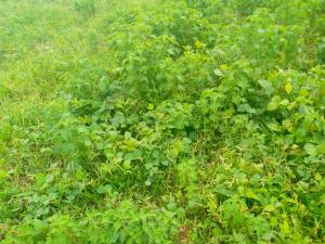 Land for sale FO1 Layout Kubwa Abuja