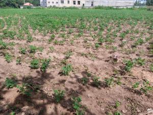 Land for sale Sunnyvale Junction, Beside Goldenspring Estate Duboyi Abuja