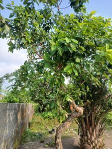 Land for sale Gra Abijo Ajah Lagos