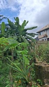 Land for sale Chief Iwu Extension, Old Apama House, Owerri Imo