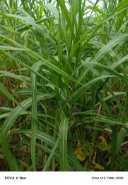 Land for sale Gemade Estate Egbeda Alimosho Lagos