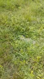 Land for sale Ifako-gbagada Gbagada Lagos