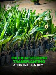 Land for sale Earn 2 7m Yearly Through Farmland Ownership At Off Funaab,alabata Abeokuta North Ogun