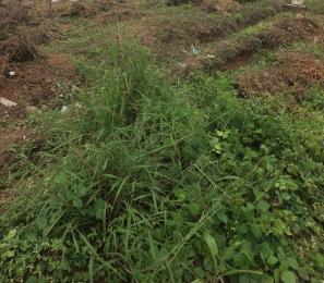 Land for sale Ologede Estate New Garage Challenge Timcee, Challenge Ibadan Oyo
