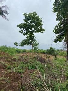 Land for sale Nike Road (close To Elim Estate) Enugu Enugu