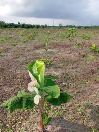 Land for sale Eyinwa Alekunifesowapo Odogbolu Ogun