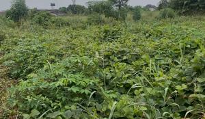 Land for sale Igwurta-Ali Port Harcourt Rivers
