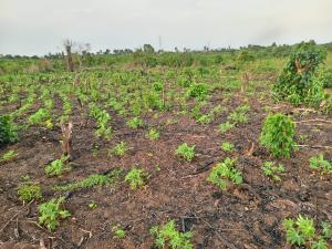 Land for sale Genuine 500sqm Land Along Igbodu Road Isiwo, Epe Lagos