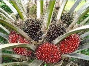 Land for sale Asaba Delta