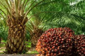 Land for sale  Ijebu Ode Ogun