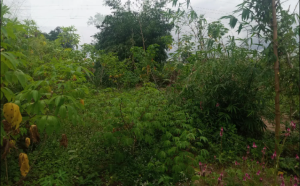 Land for sale Opposite Owanoba Community Central Edo